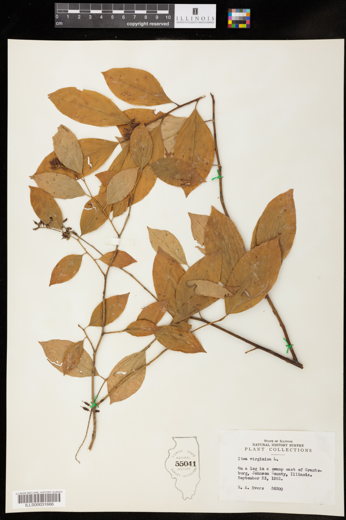 Grossulariaceae image