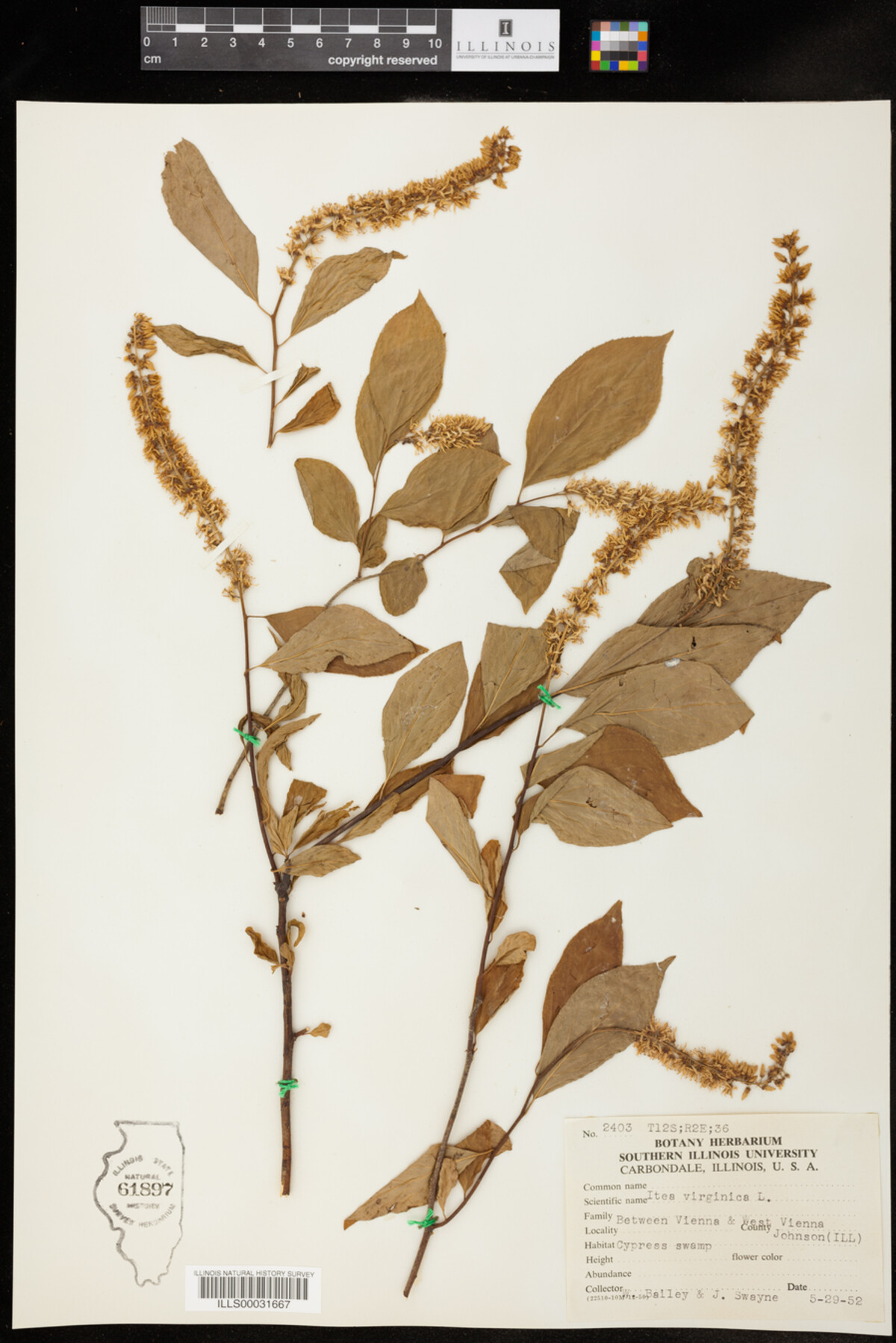 Grossulariaceae image