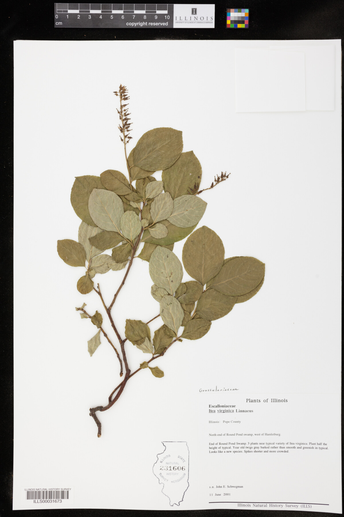Itea virginica image