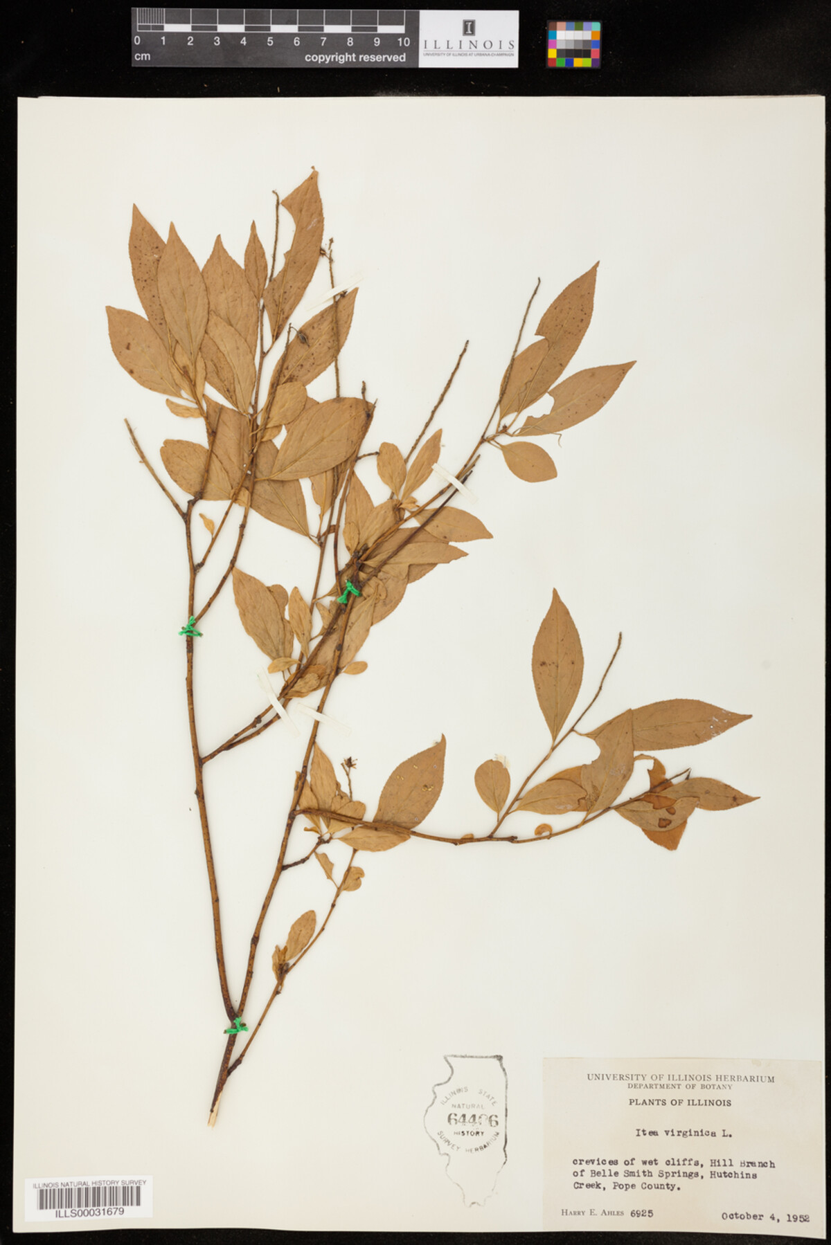 Itea virginica image