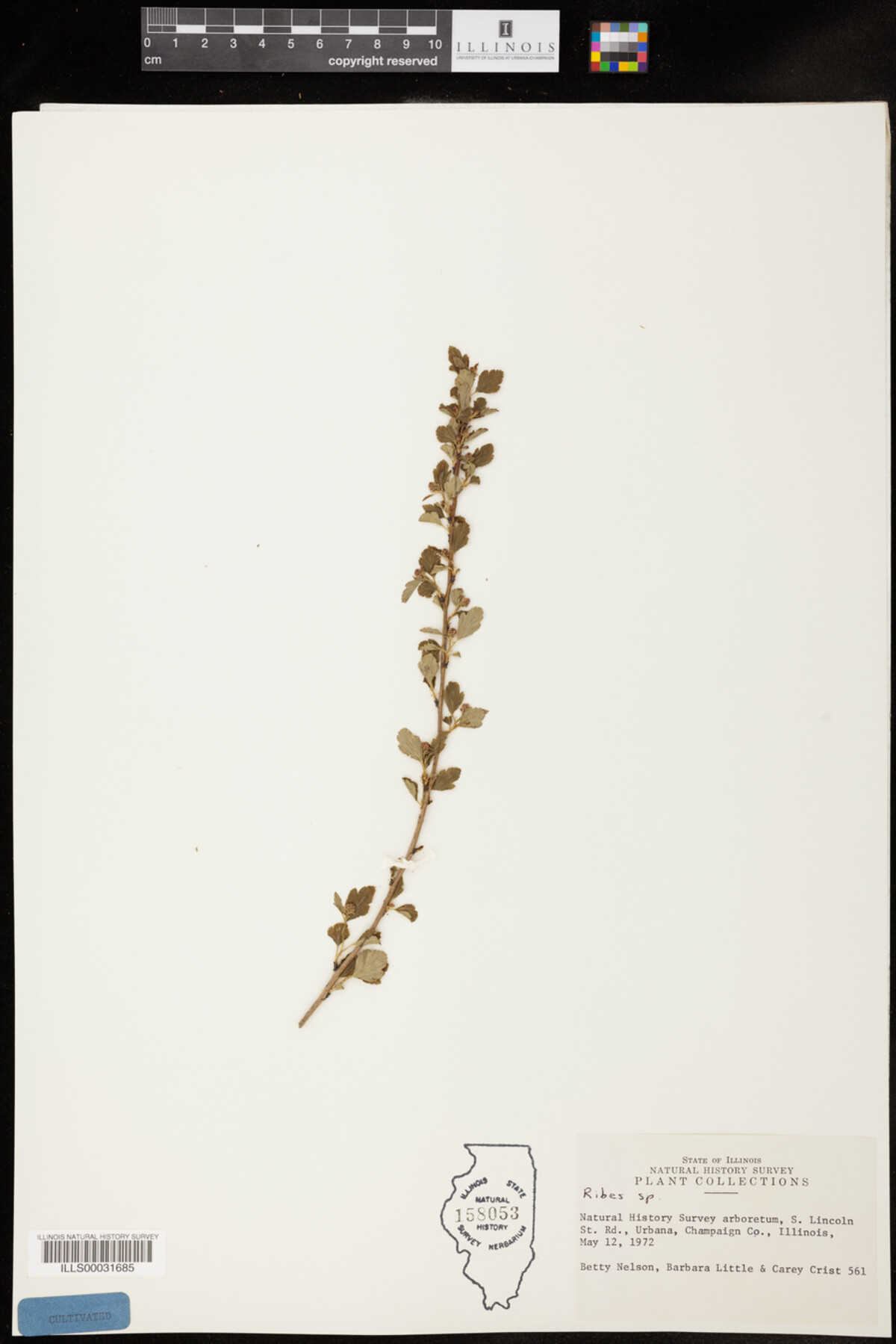 Ribes image