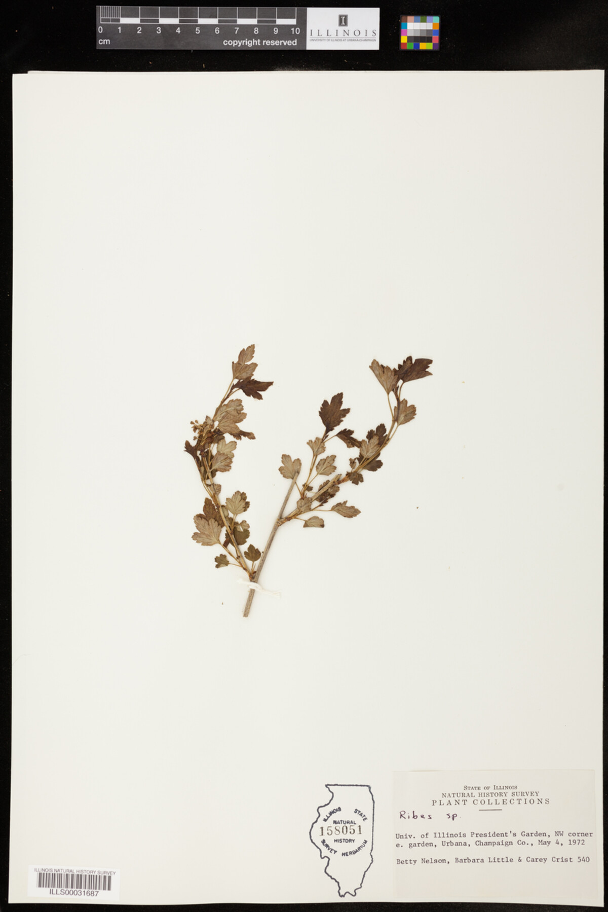 Grossulariaceae image