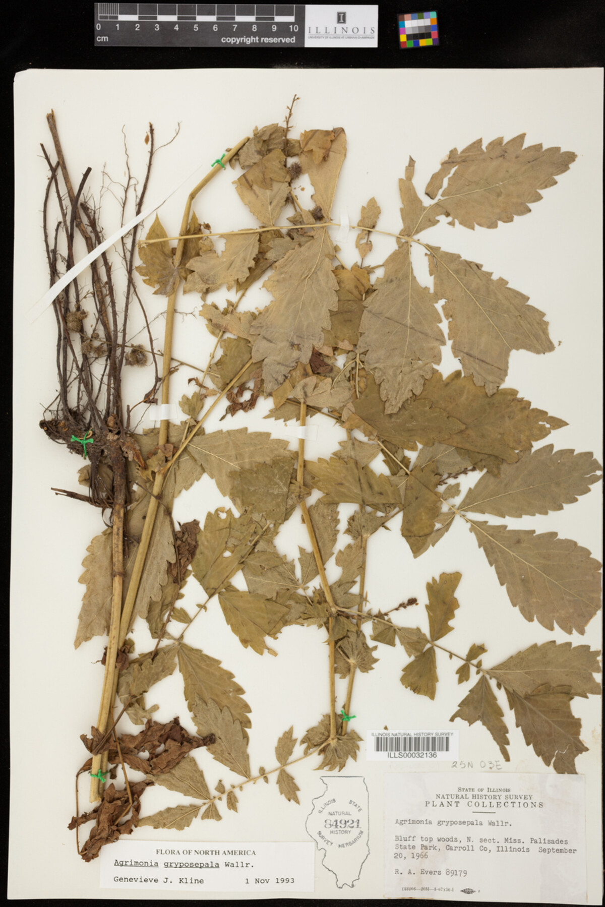 Agrimonia gryposepala image