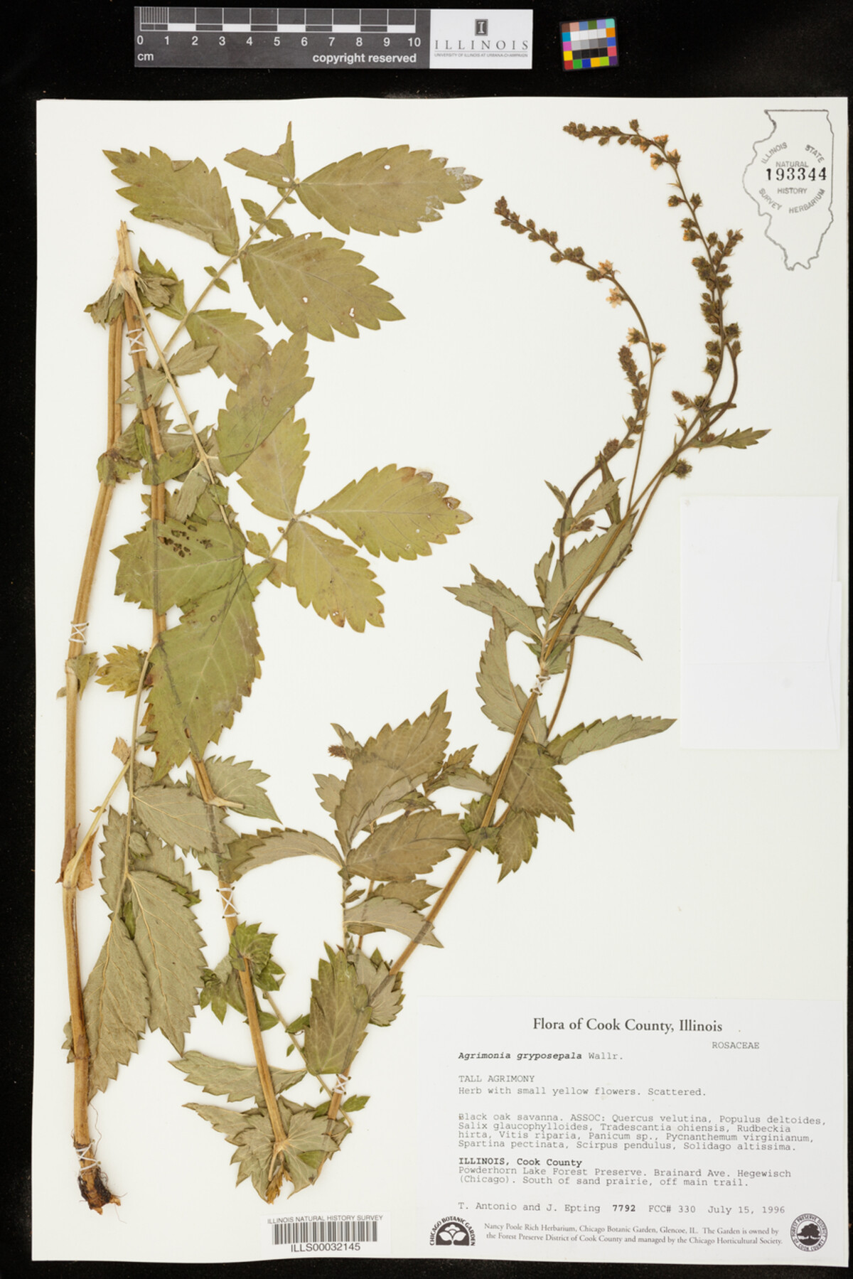 Agrimonia gryposepala image