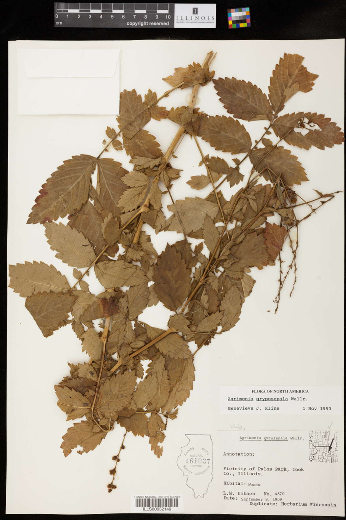 Agrimonia gryposepala image