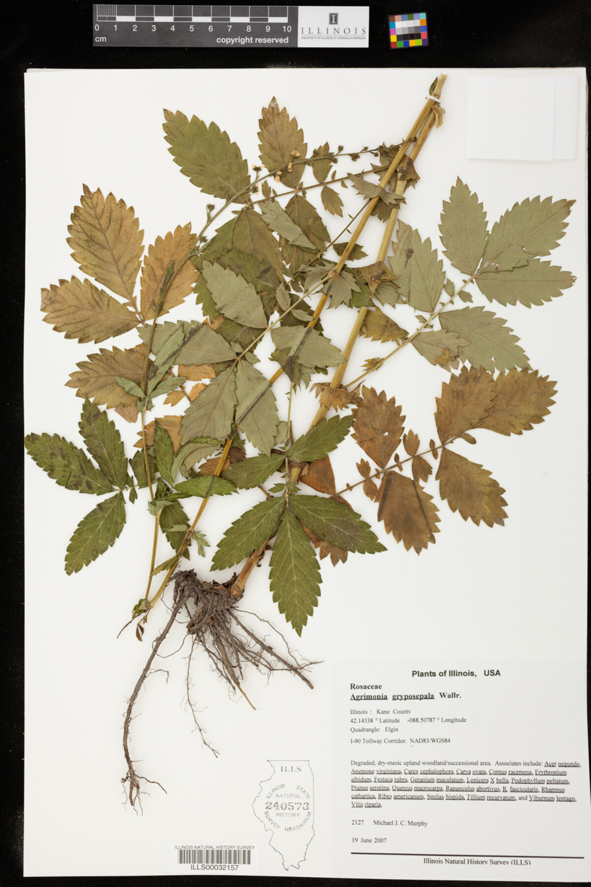 Agrimonia gryposepala image