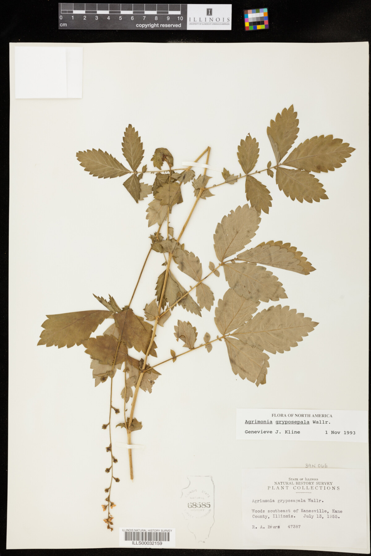 Agrimonia gryposepala image
