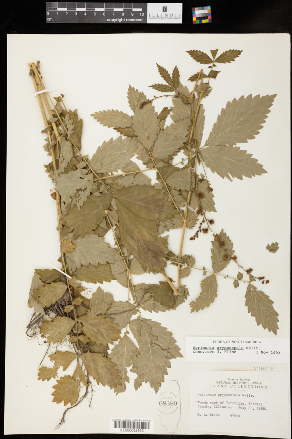 Agrimonia gryposepala image