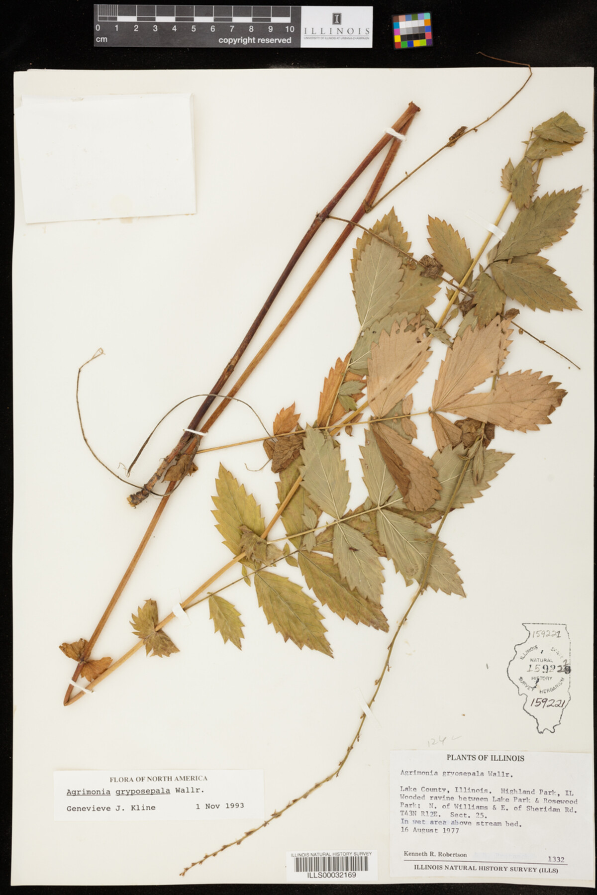 Agrimonia gryposepala image