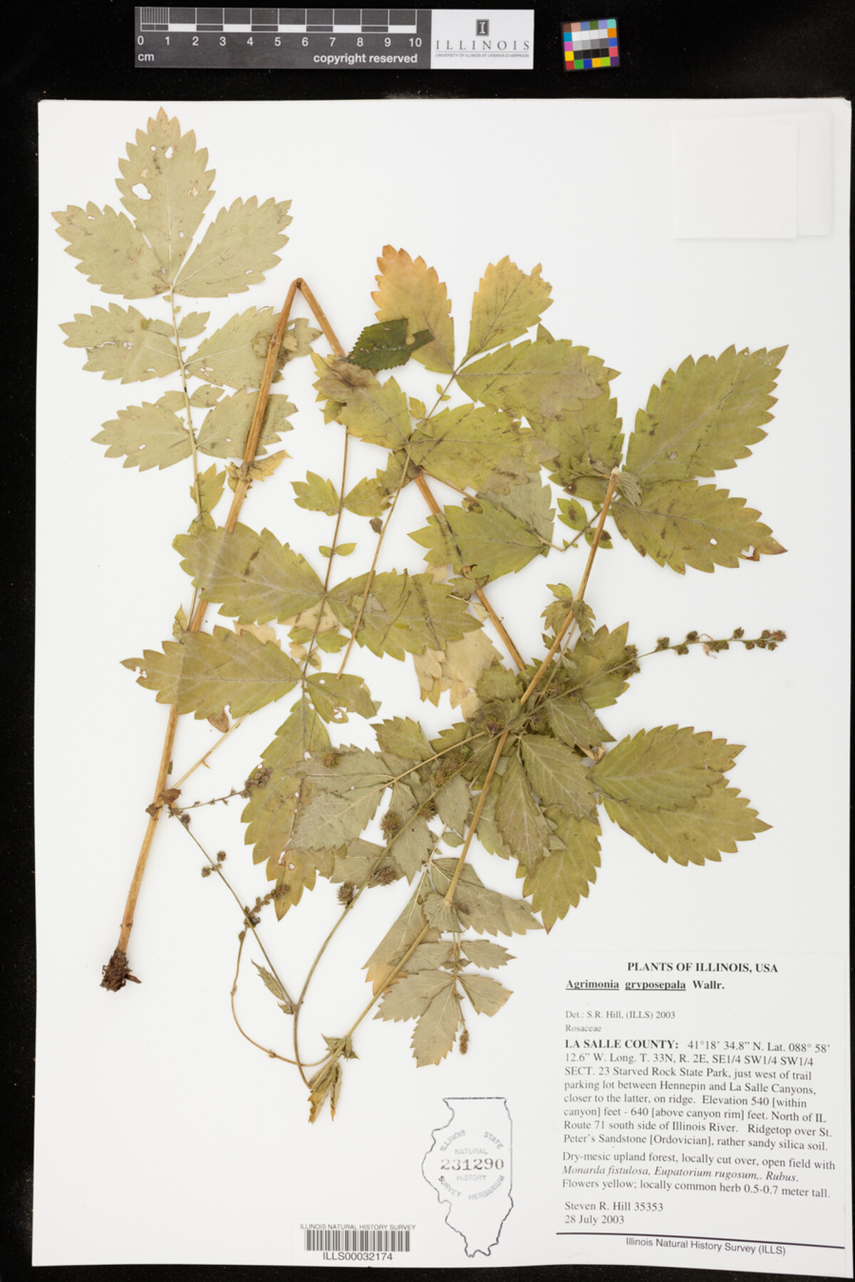 Agrimonia gryposepala image
