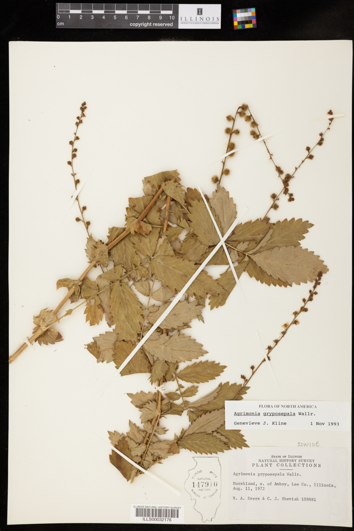 Agrimonia gryposepala image