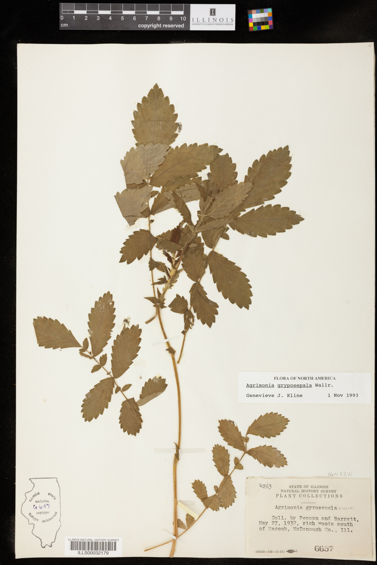 Agrimonia gryposepala image