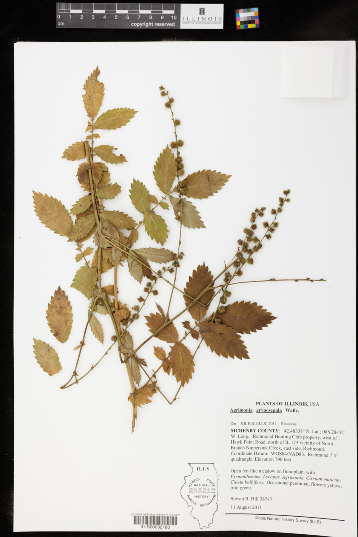 Agrimonia gryposepala image