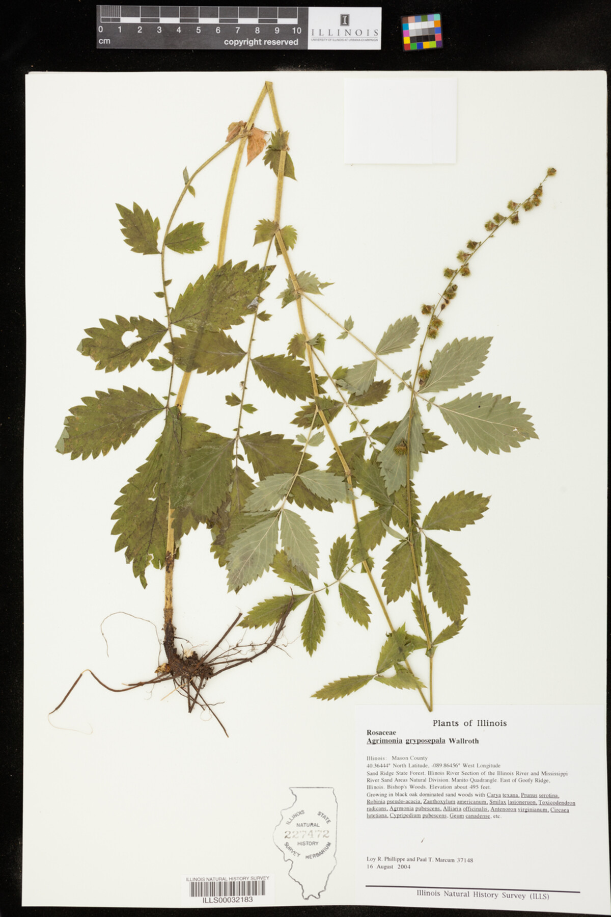 Agrimonia gryposepala image