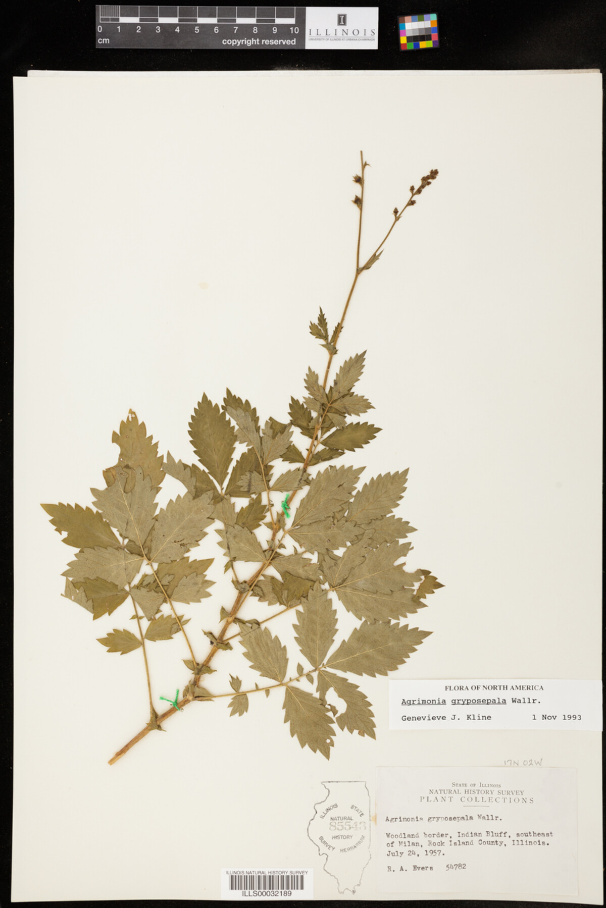 Agrimonia gryposepala image