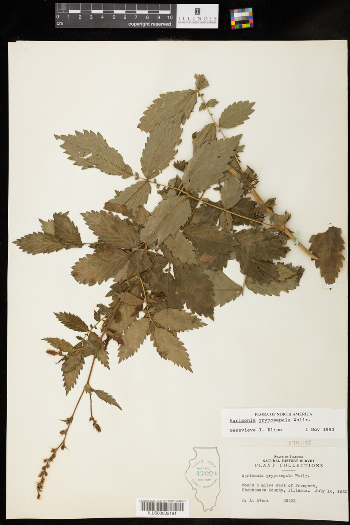 Agrimonia gryposepala image
