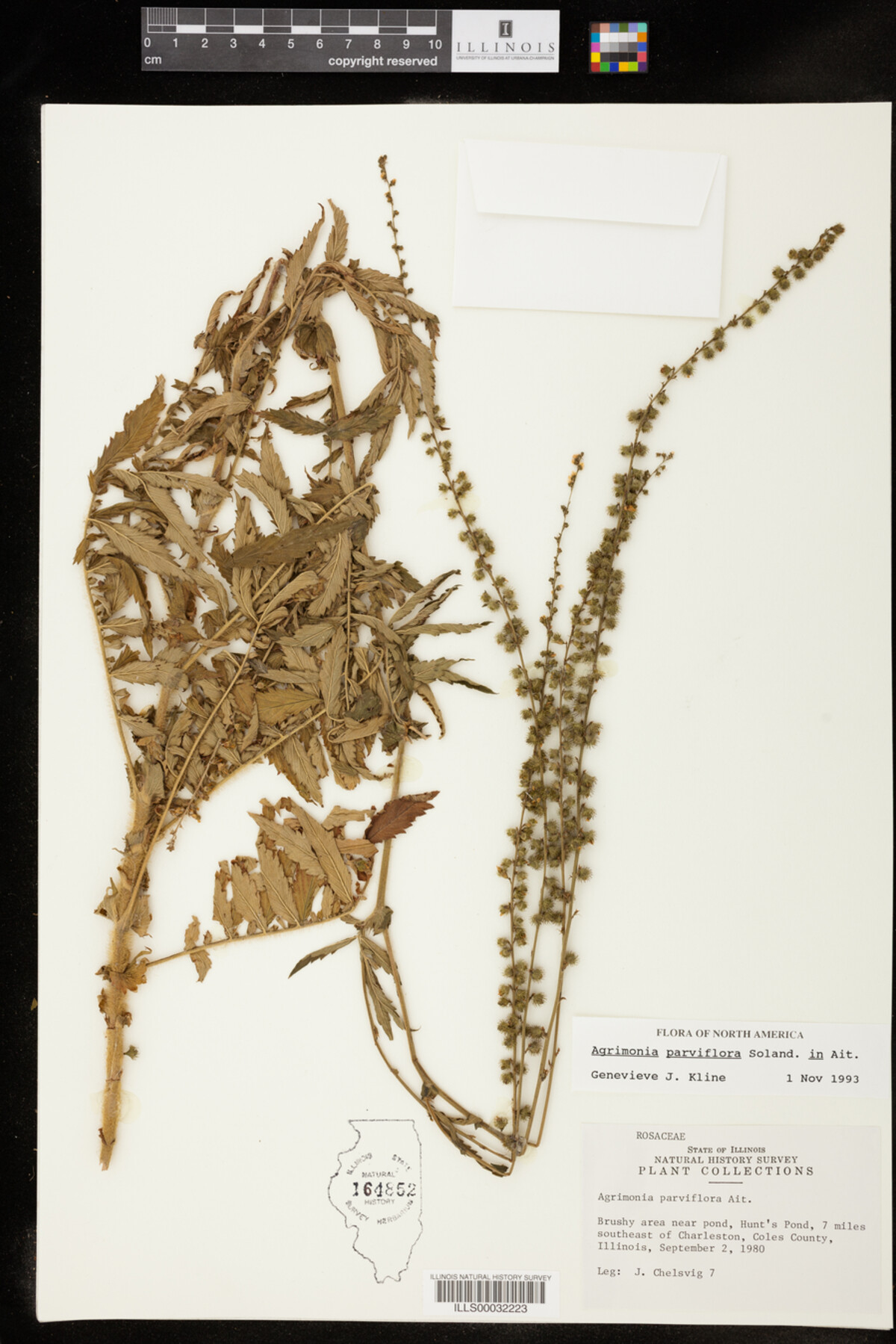 Agrimonia parviflora image