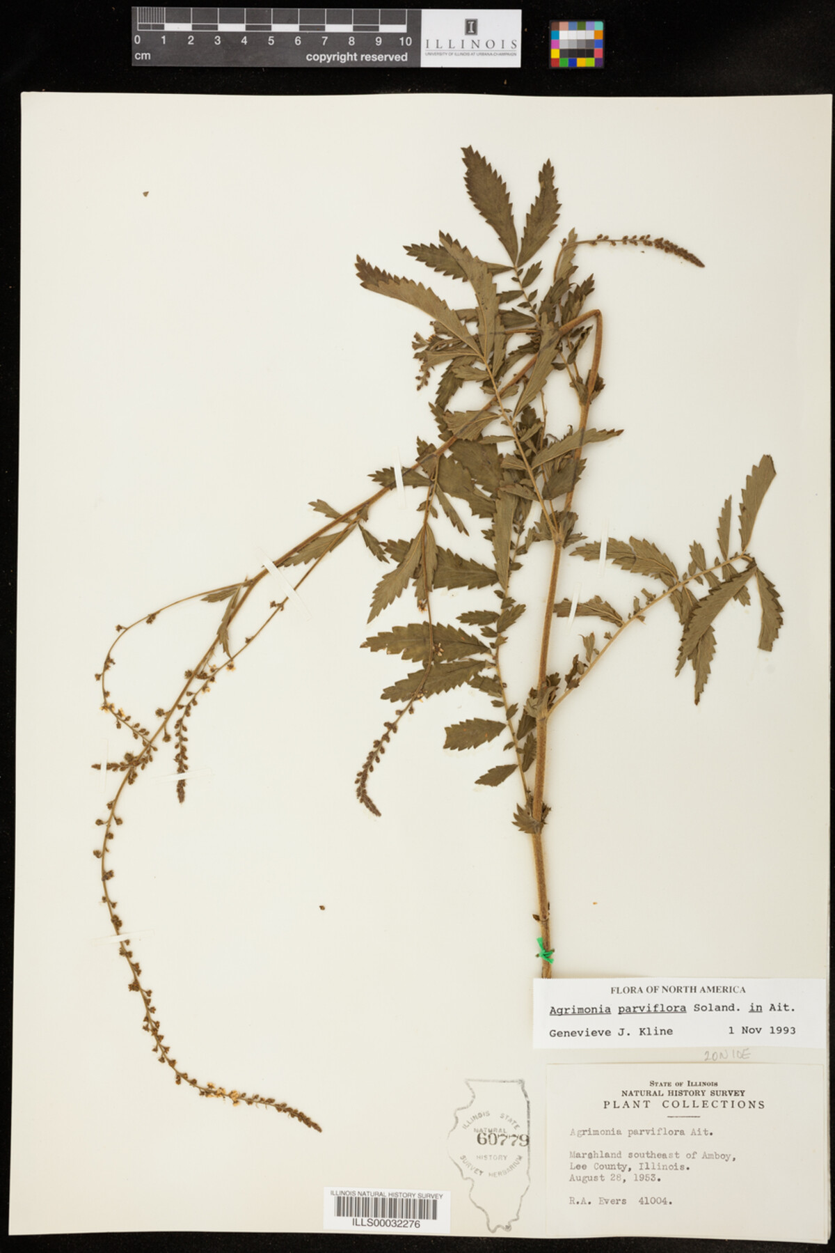 Agrimonia parviflora image