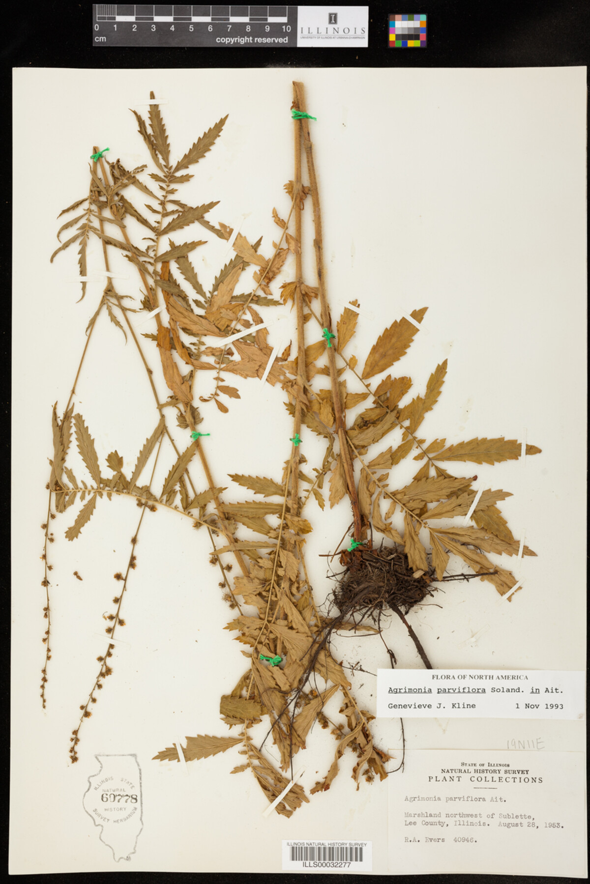 Agrimonia parviflora image