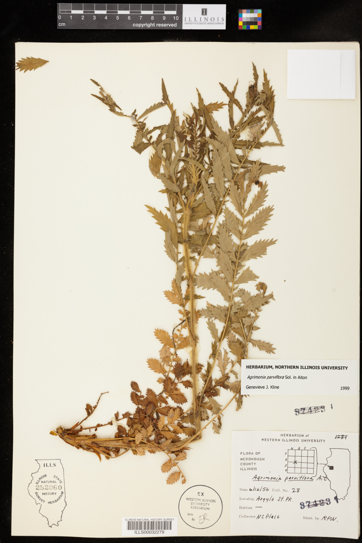 Agrimonia parviflora image
