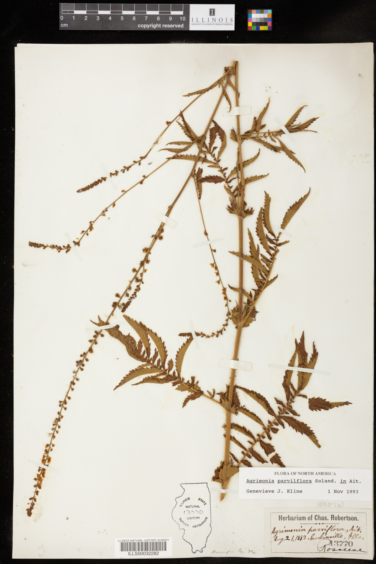 Agrimonia parviflora image