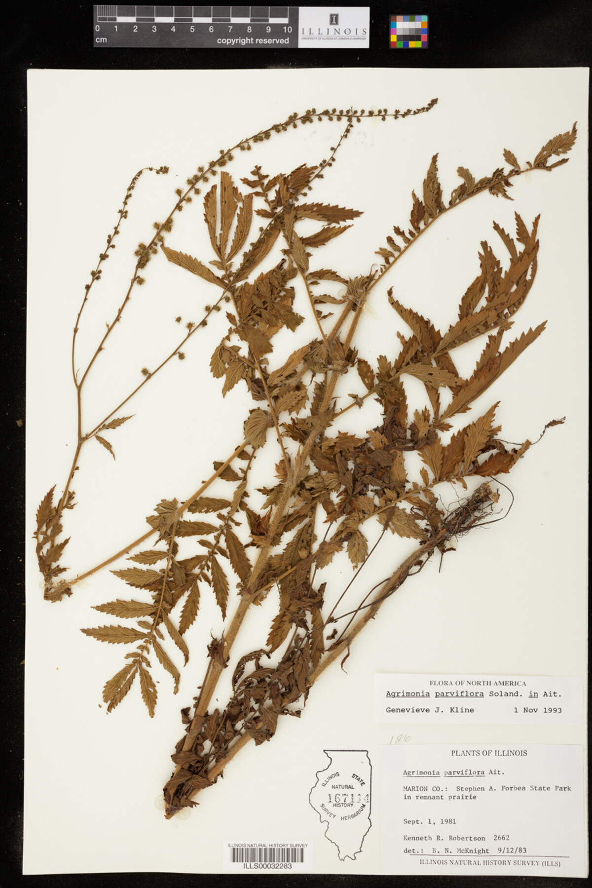 Agrimonia parviflora image