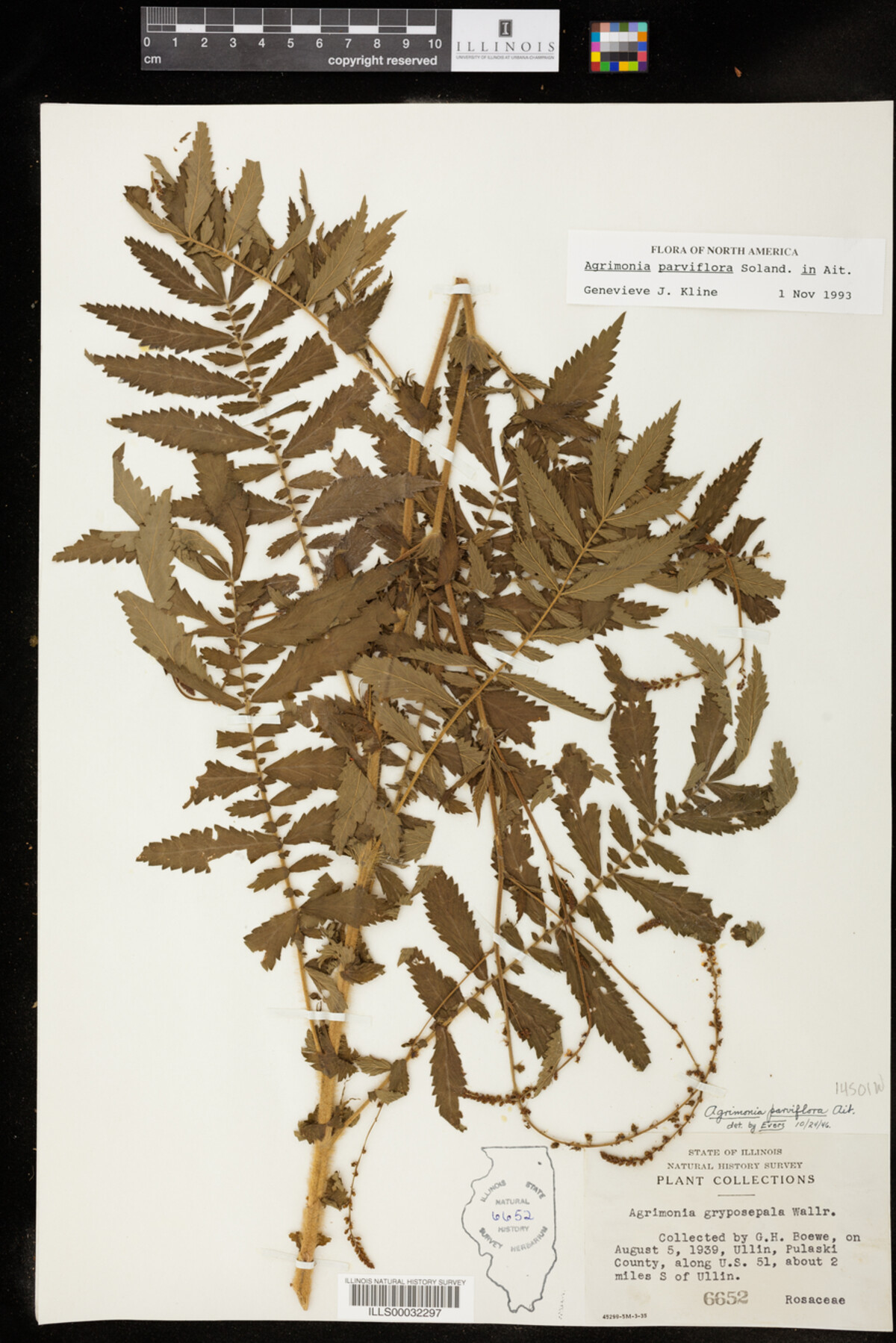 Agrimonia parviflora image