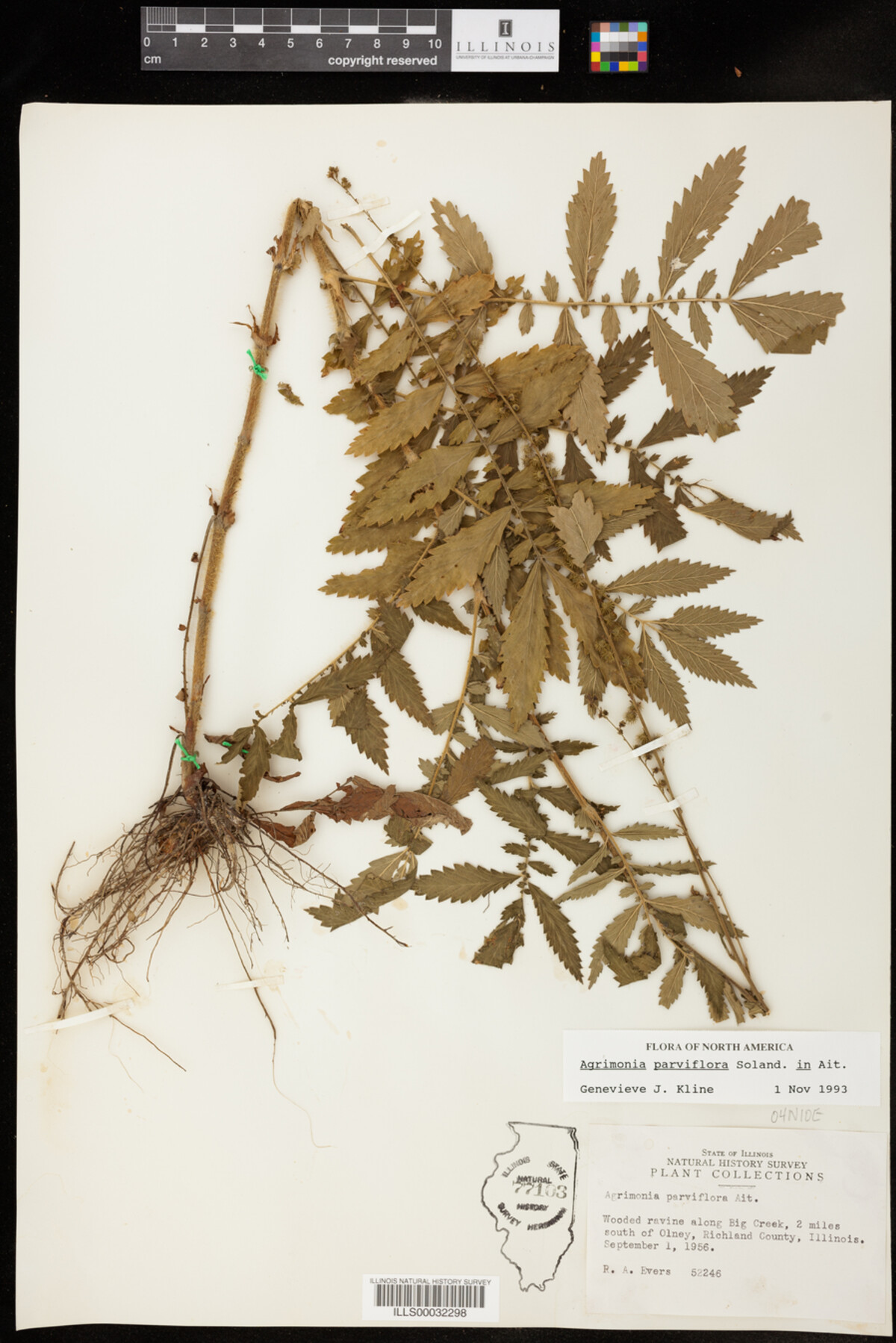 Agrimonia parviflora image