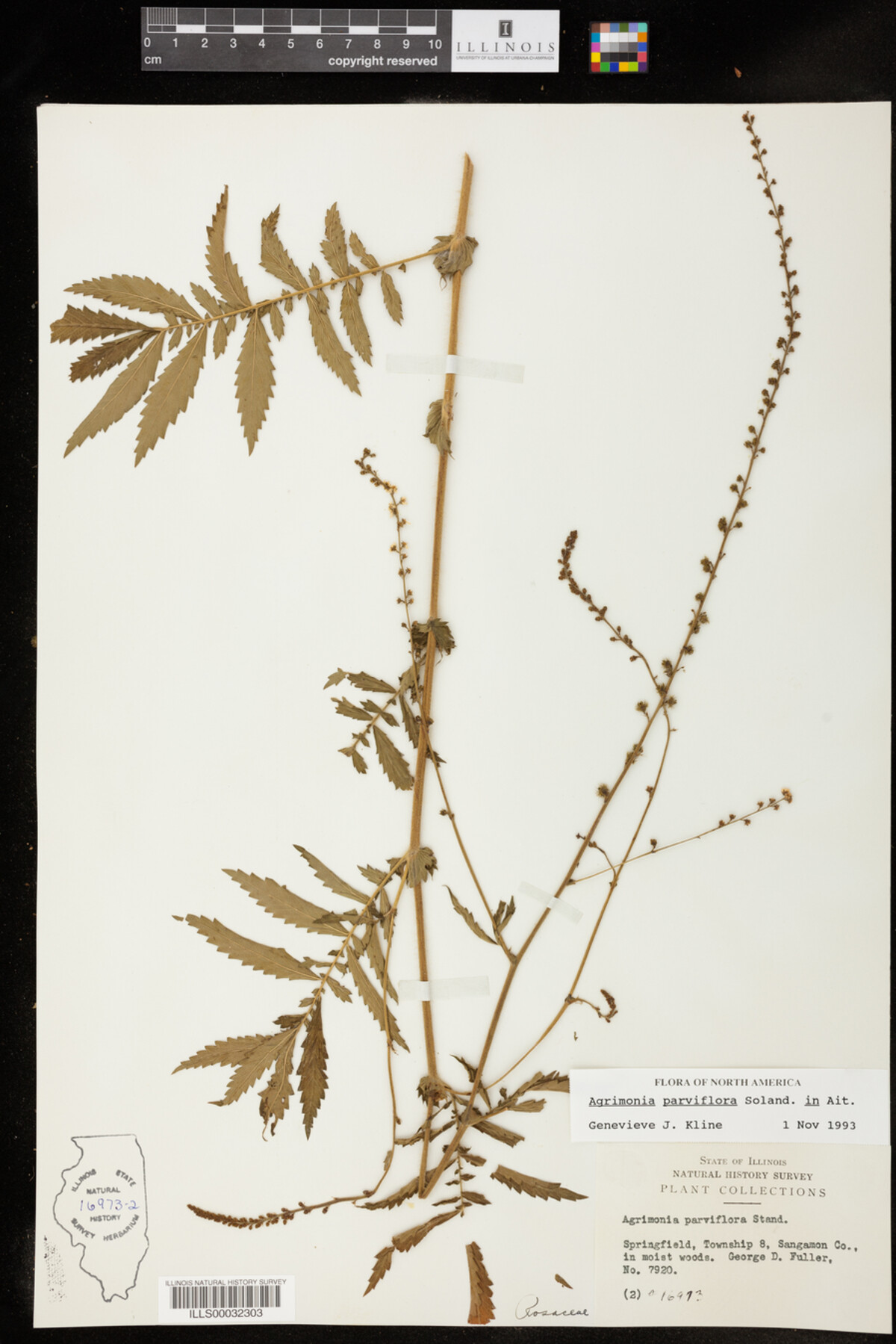 Agrimonia parviflora image