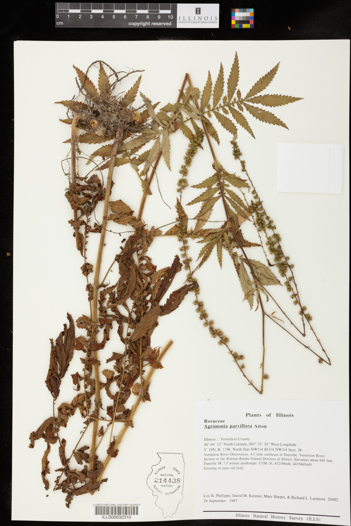 Agrimonia parviflora image