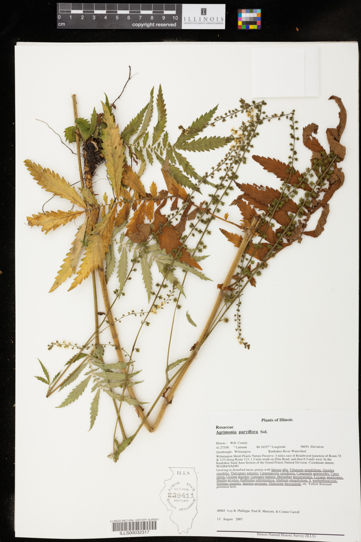 Agrimonia parviflora image
