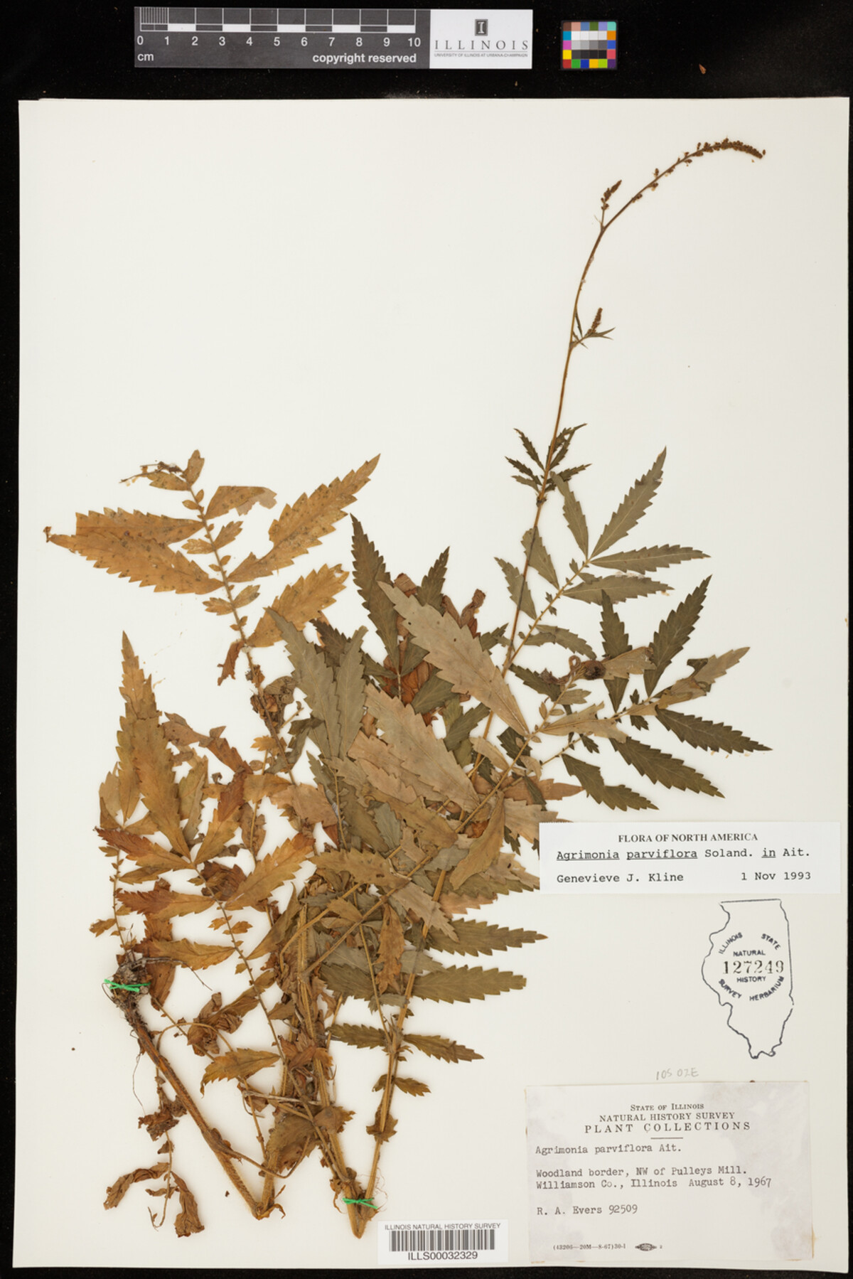 Agrimonia parviflora image