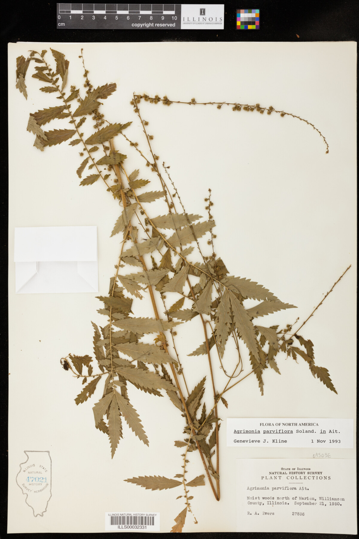 Agrimonia parviflora image