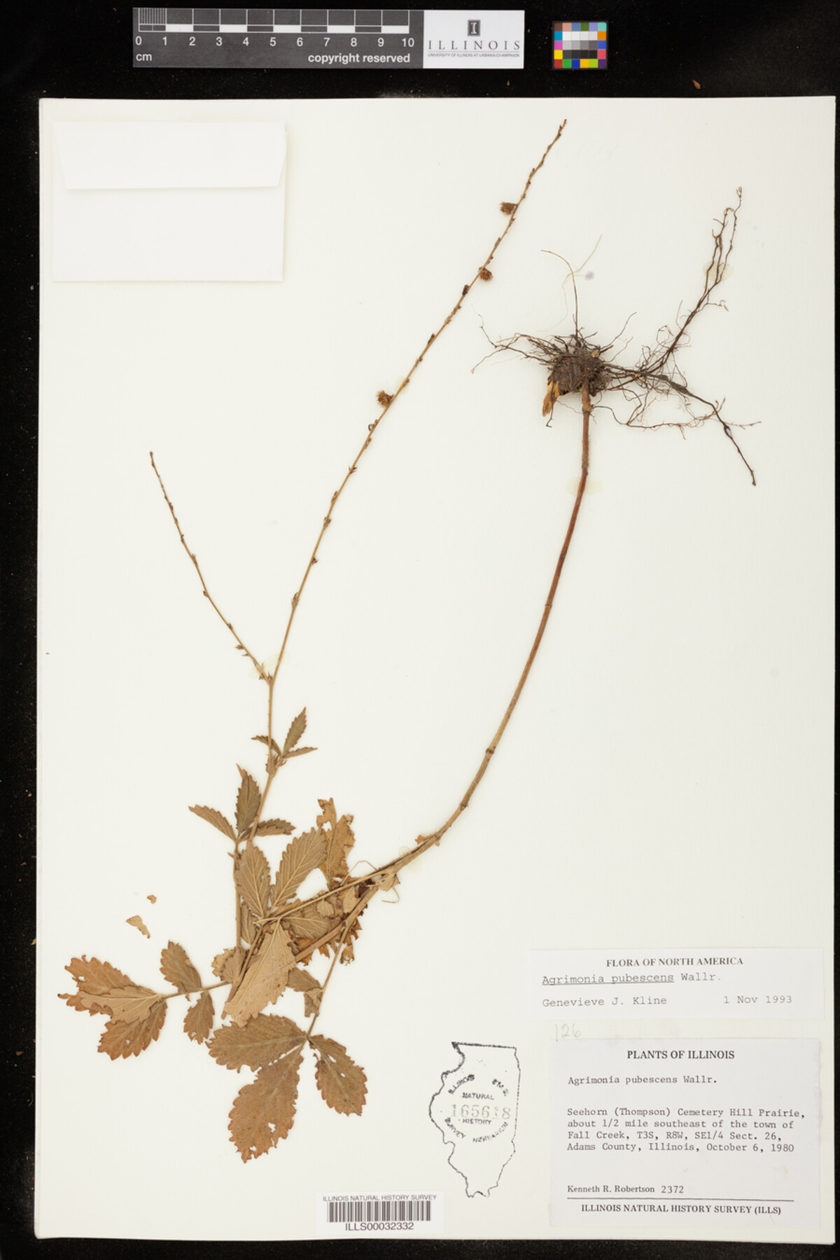 Agrimonia pubescens image