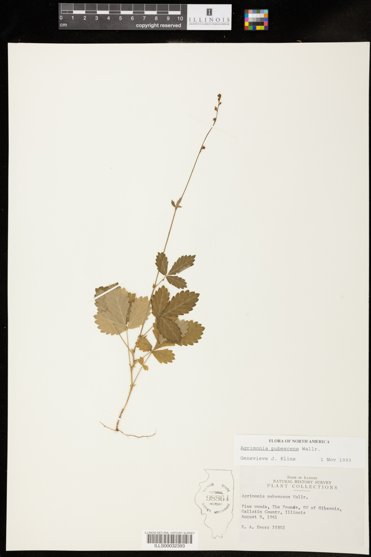 Agrimonia pubescens image