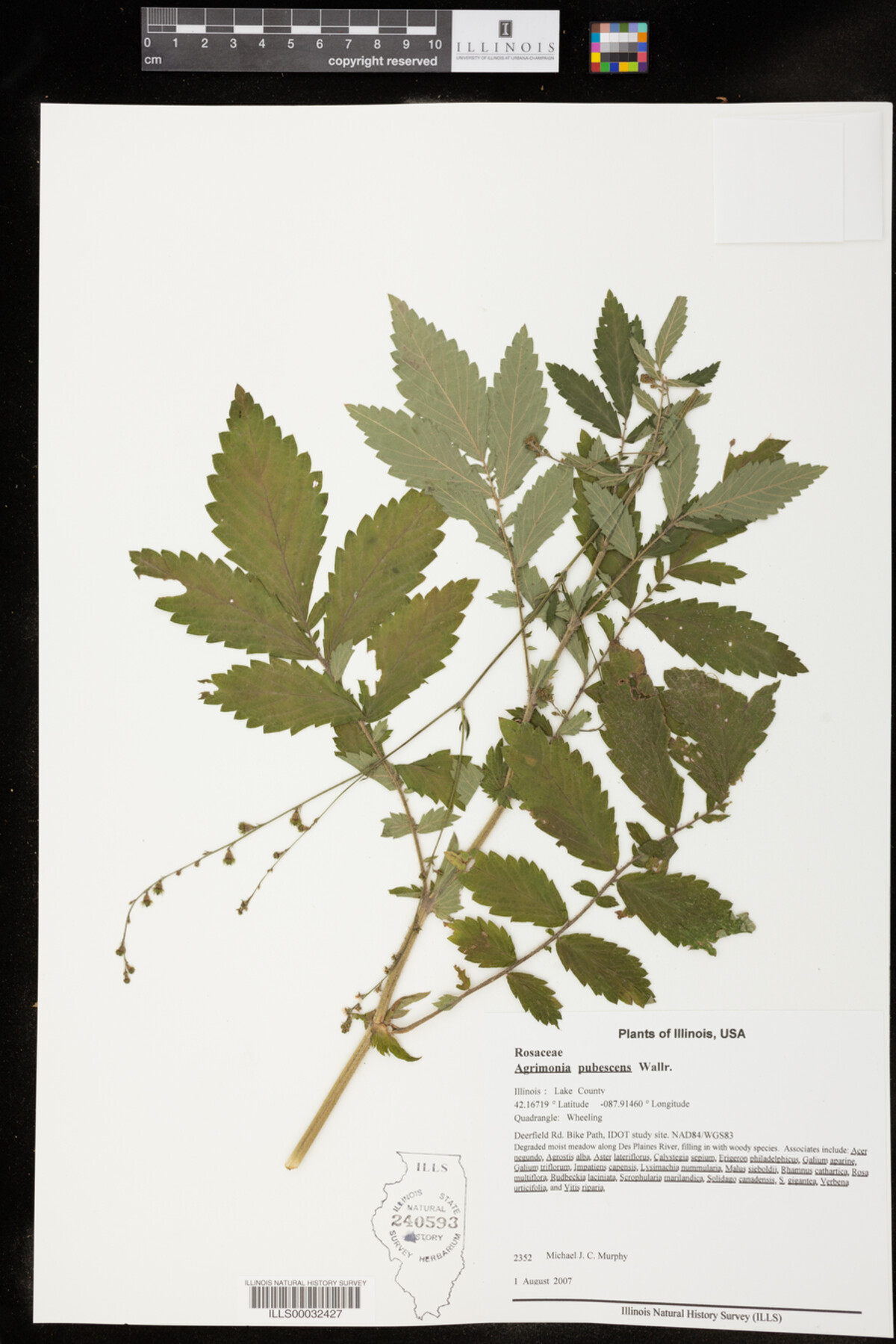 Agrimonia pubescens image