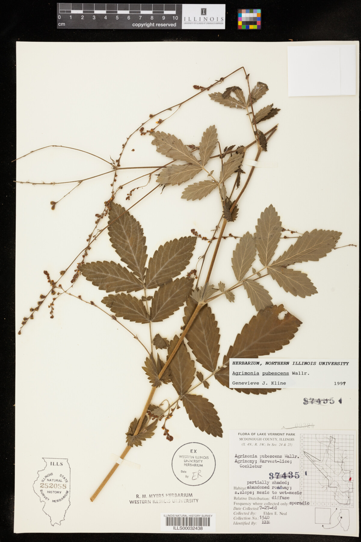 Agrimonia pubescens image