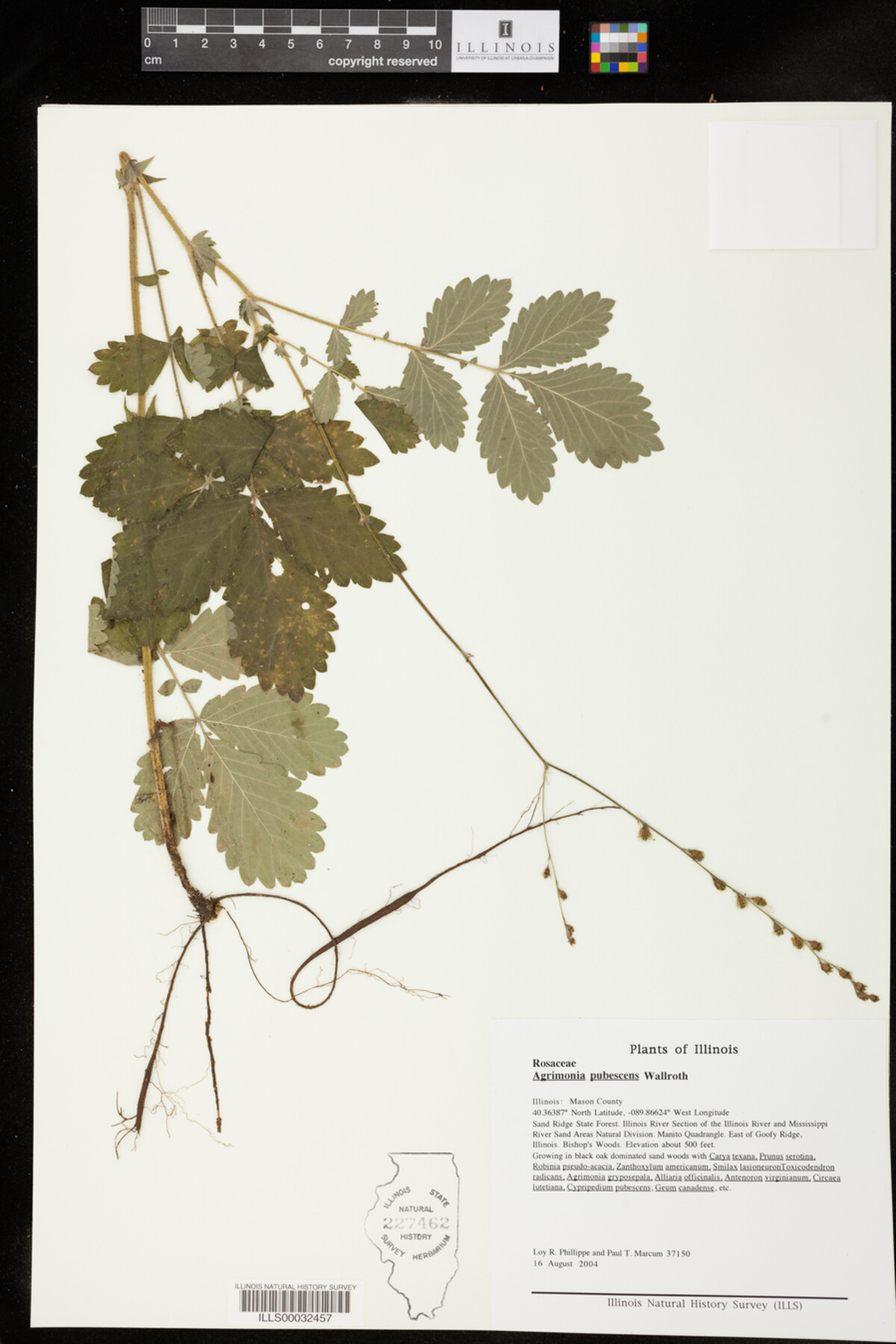 Agrimonia pubescens image