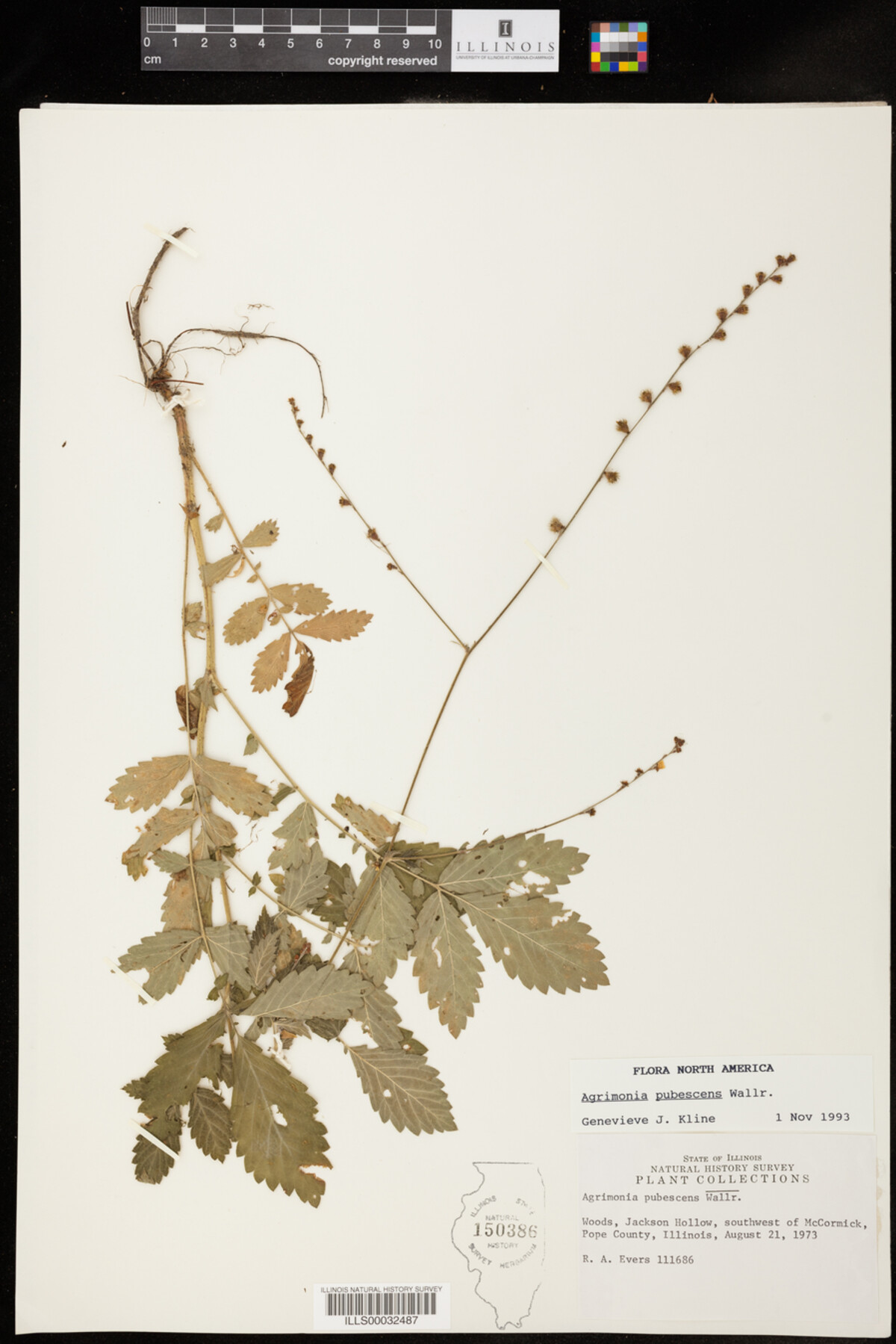 Agrimonia pubescens image