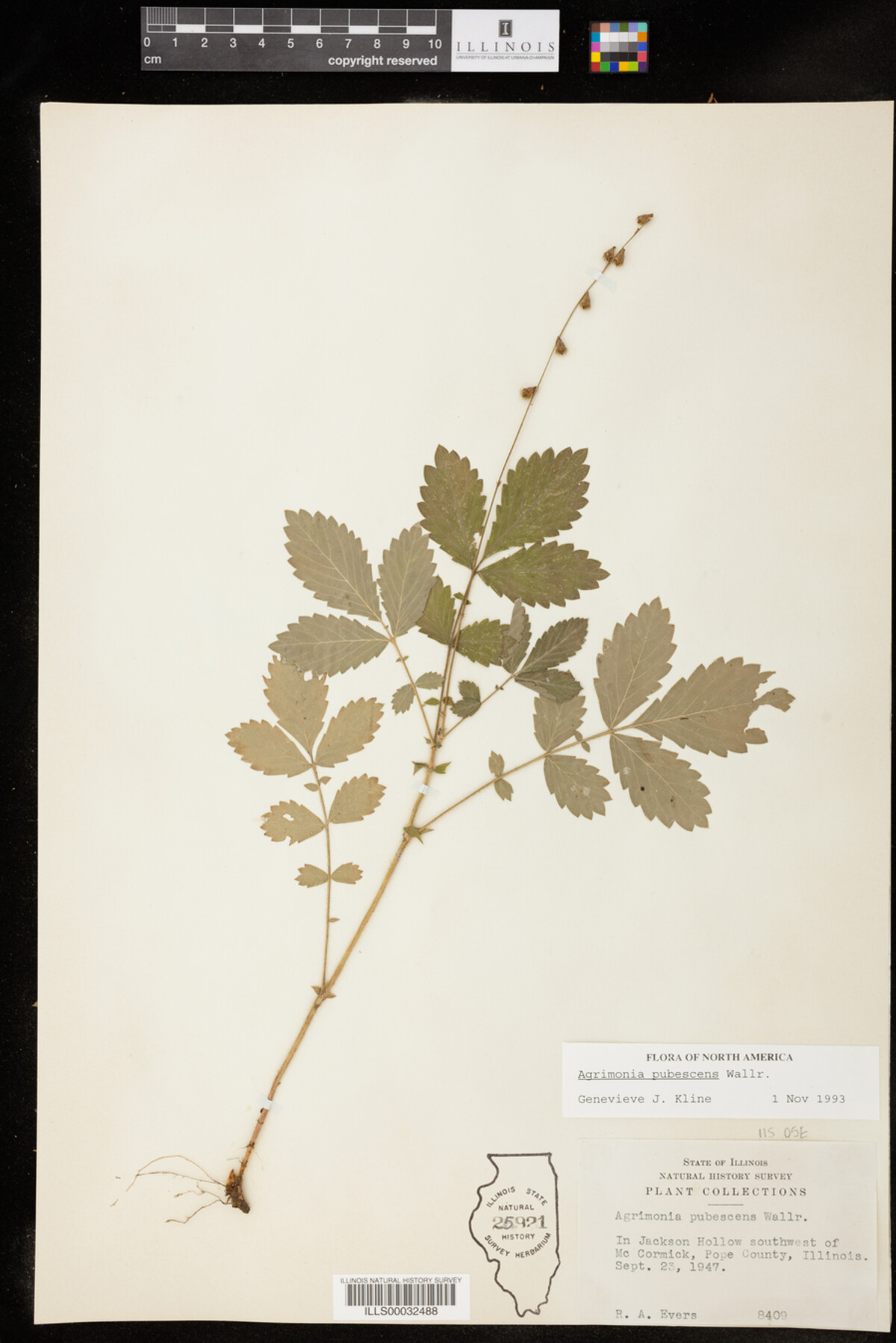 Agrimonia pubescens image