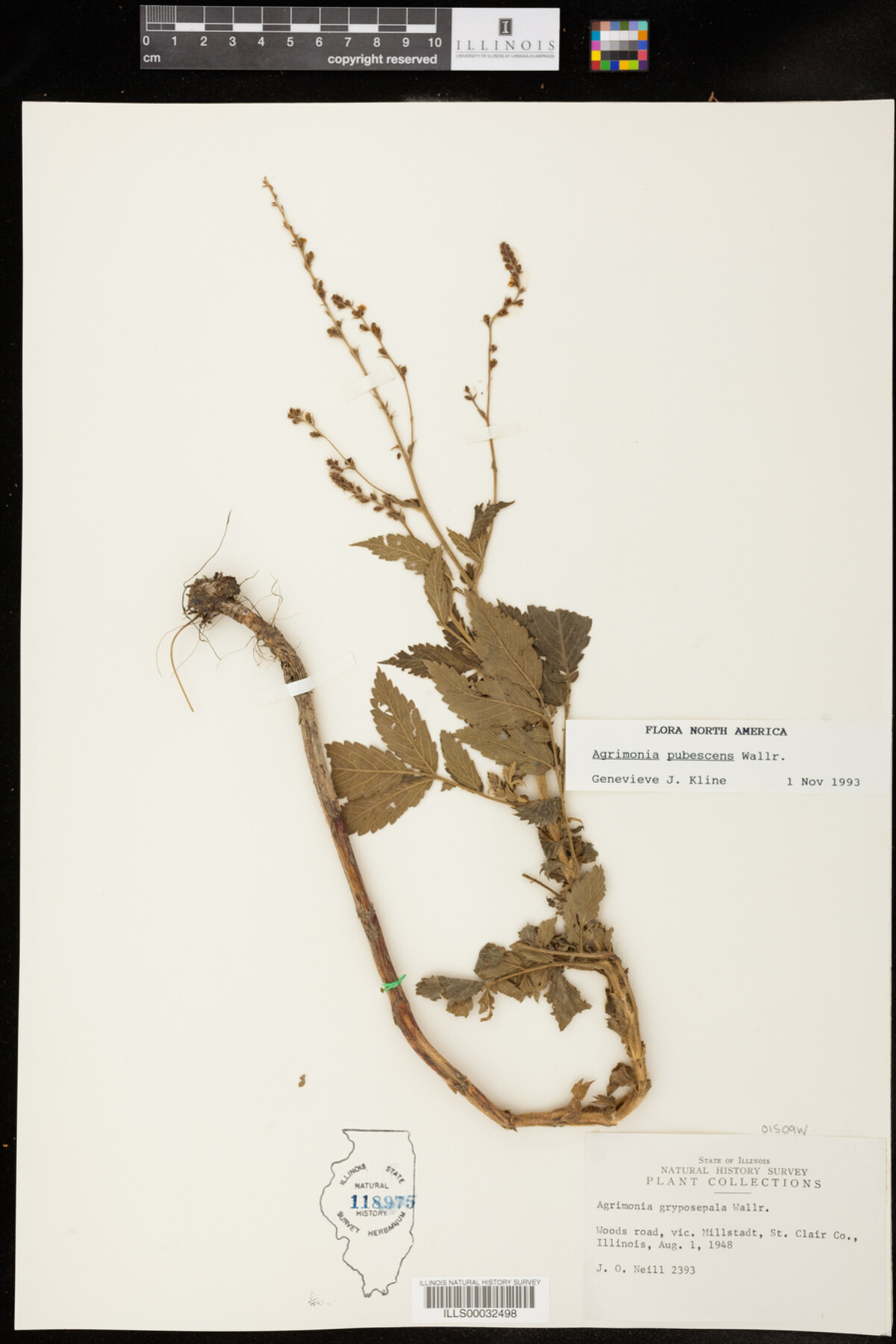 Agrimonia pubescens image
