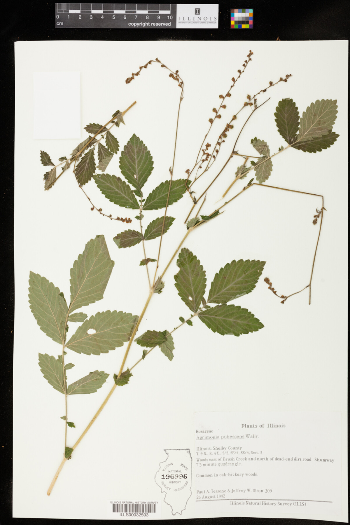 Agrimonia pubescens image