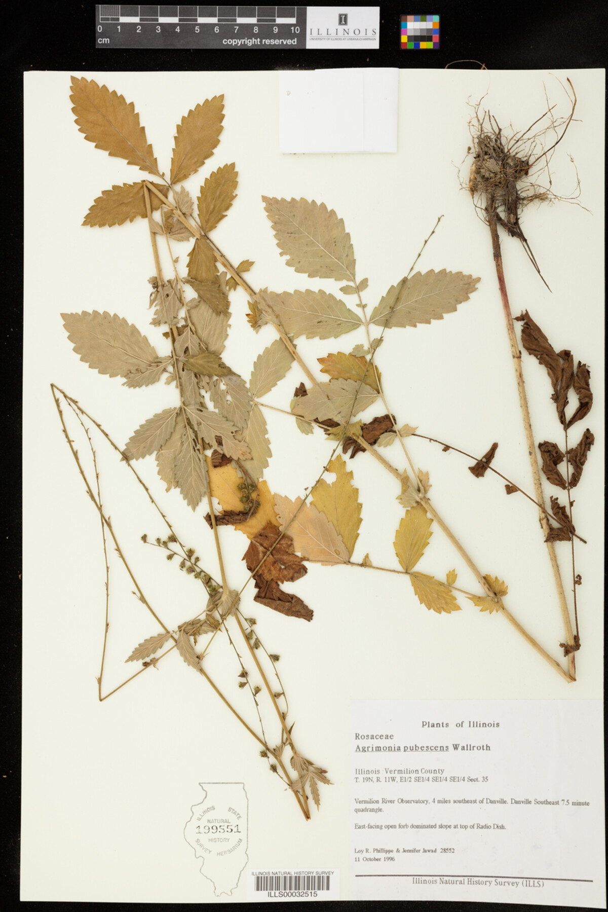 Agrimonia pubescens image