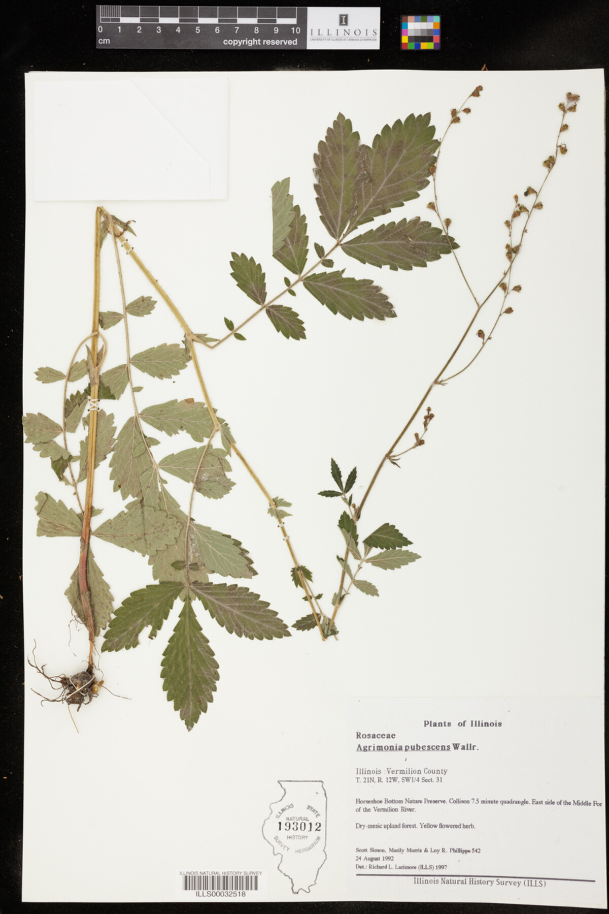 Agrimonia pubescens image