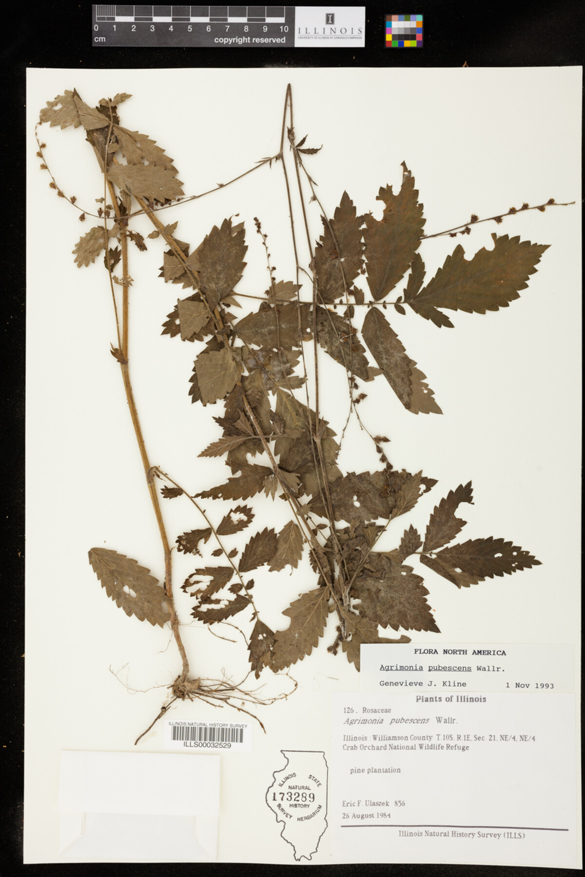 Agrimonia pubescens image