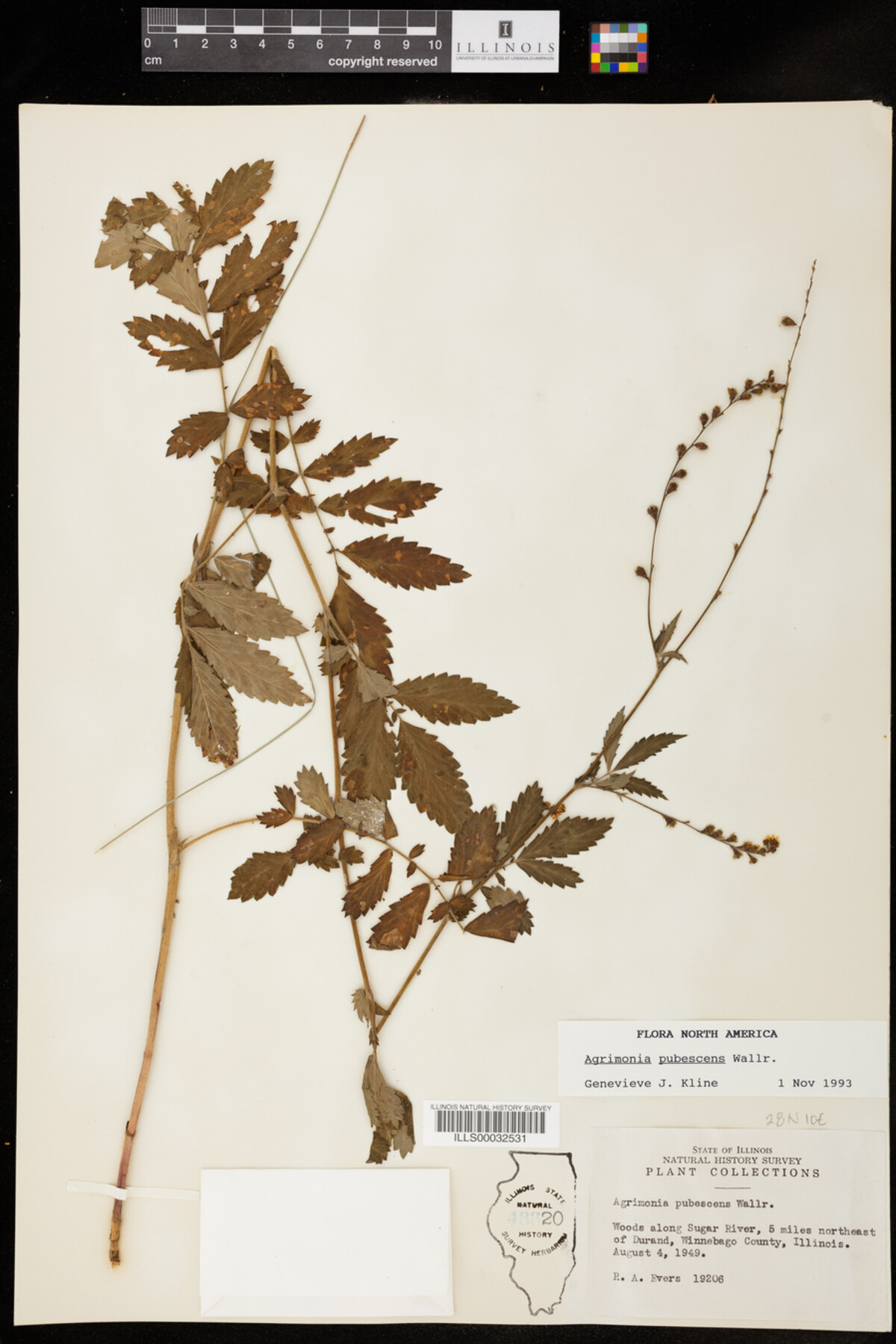 Agrimonia pubescens image