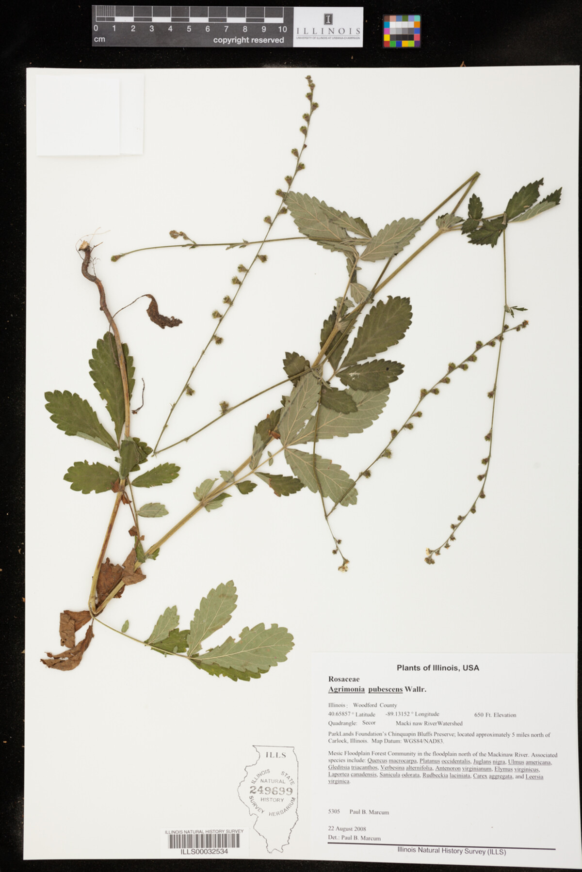Agrimonia pubescens image