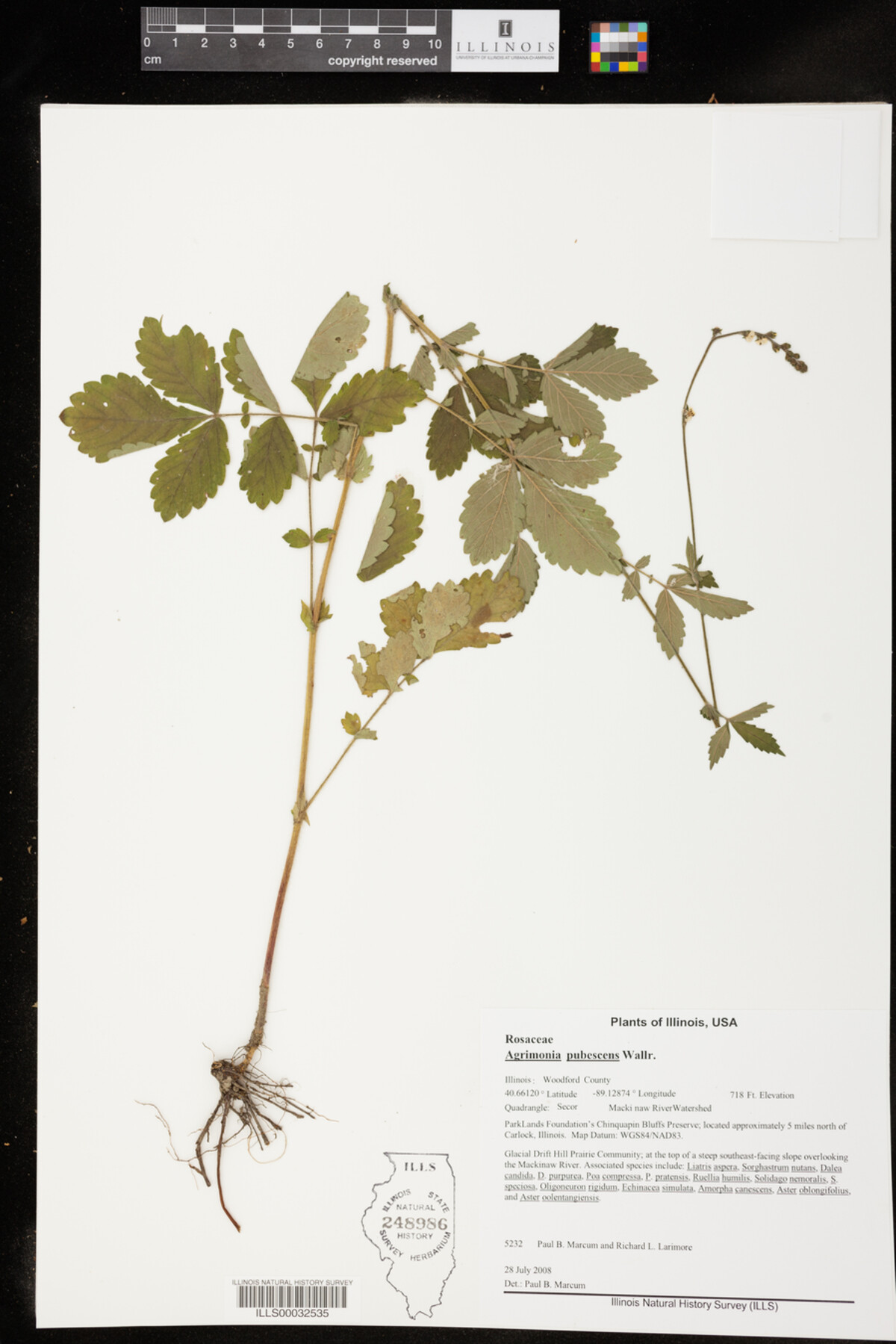 Agrimonia pubescens image