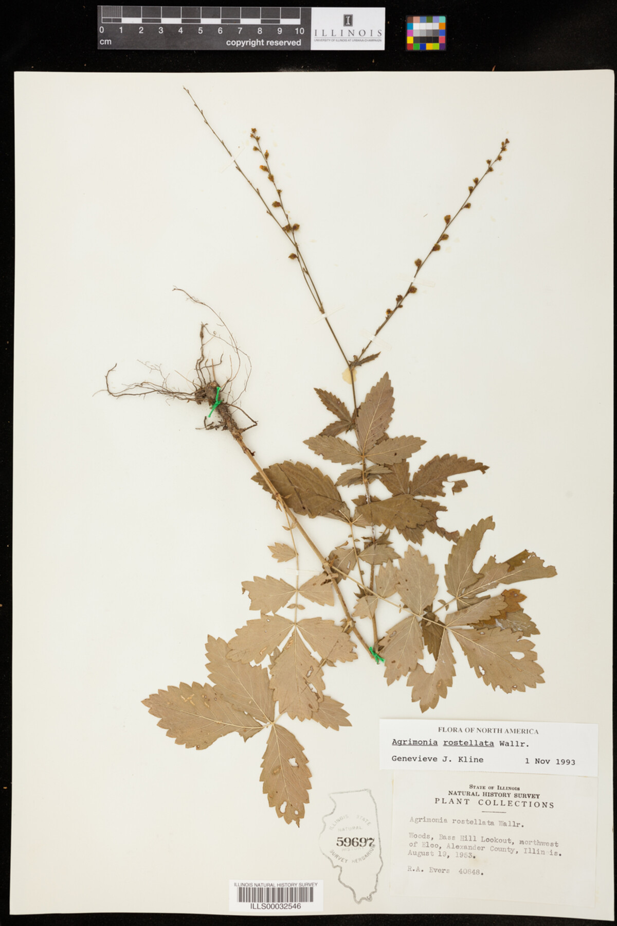 Agrimonia rostellata image