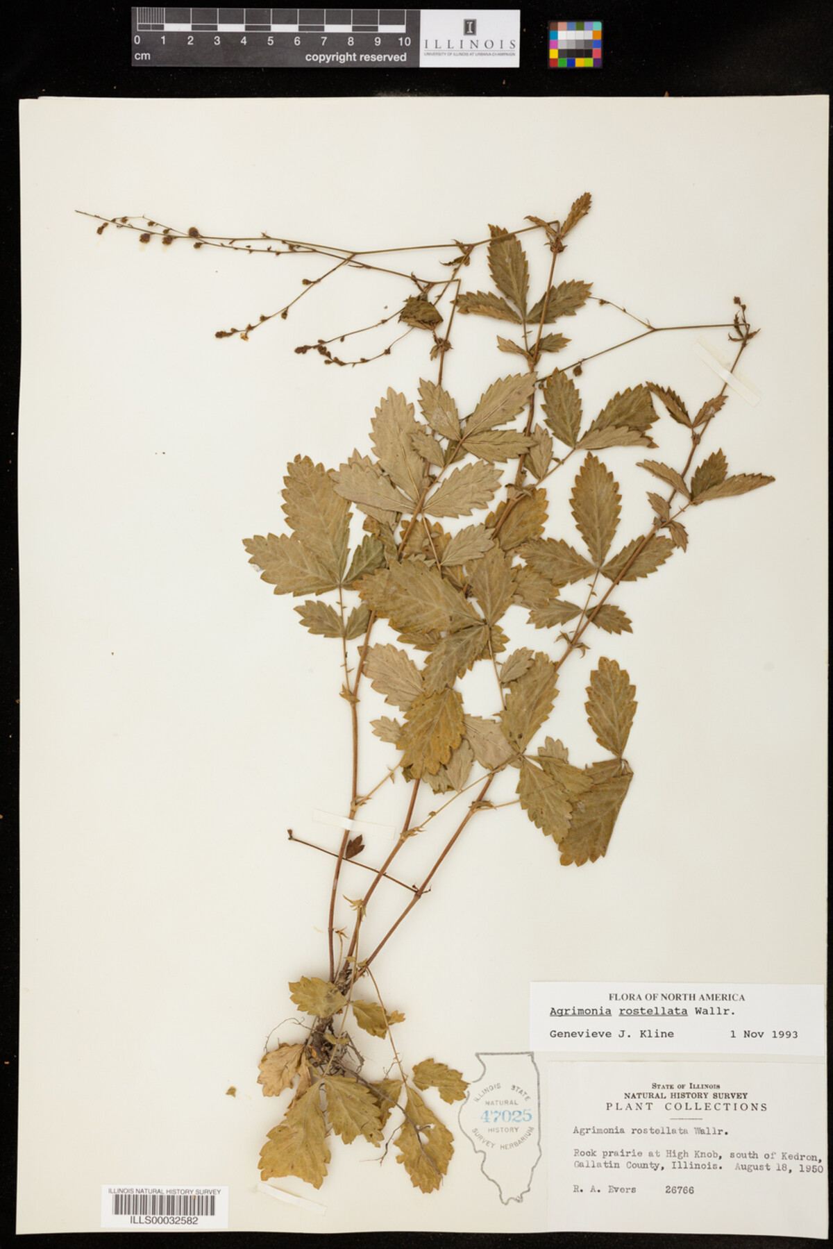 Agrimonia rostellata image